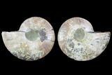 Cut & Polished Ammonite Fossil - Crystal Pockets #88395-1
